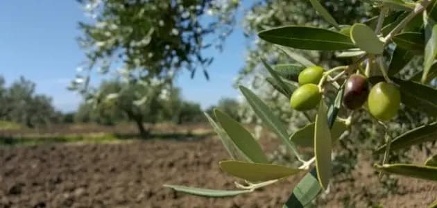 في مرجعيون: عصـ.ـابة تسرق محاصيل الزيتون