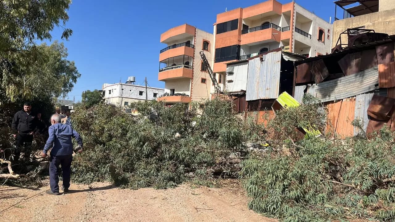 شجرة تتسبّب بانقطاع الكهرباء .. في هذه المنطقة!