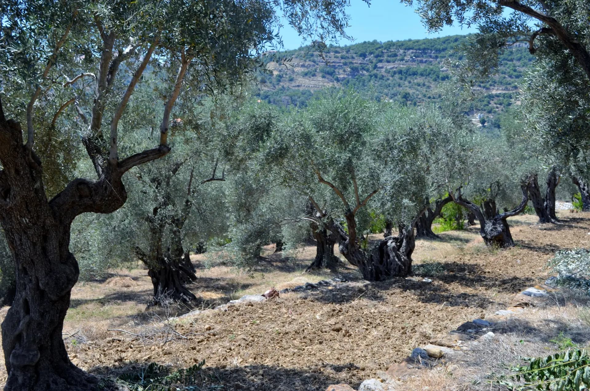 رقم صادم.. العدو يرتكب مجزرة بشجر الزيتون المعمّر