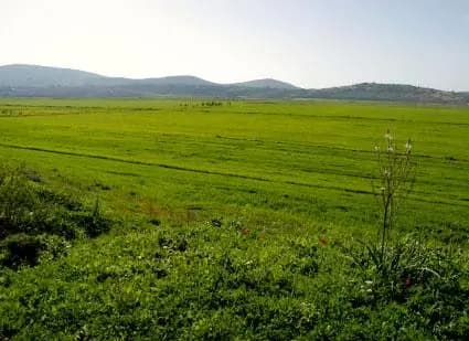 عصابة تستغل غياب المواطنين.. وتسرق المحاصيل الزراعية جنوبًا