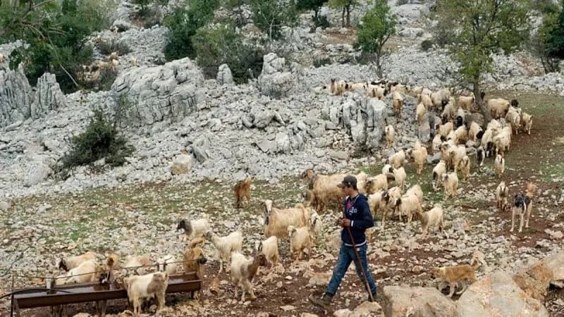 "بعد استهدافه ‎بثلاث قنـ.ـابل".. ‎نجاة راعٍ في ‎الجنوب