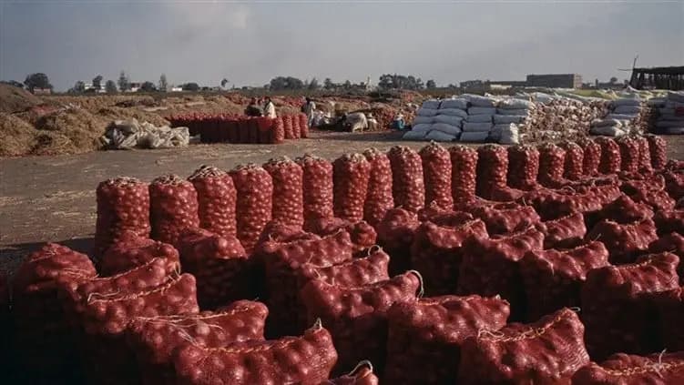 بشأن استيراد البصل والبطاطا من مصر.. قرار لوزير الزراعة