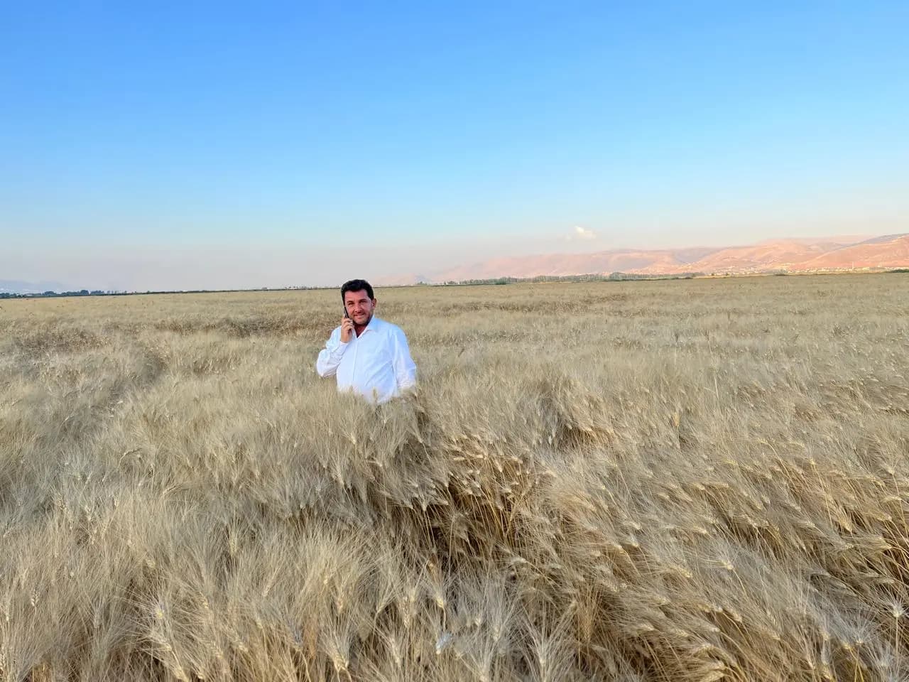 "للإسراع بالمعالجة".. "رئيس نقابة مزارعي القمح" يناشد وزير الزراعة