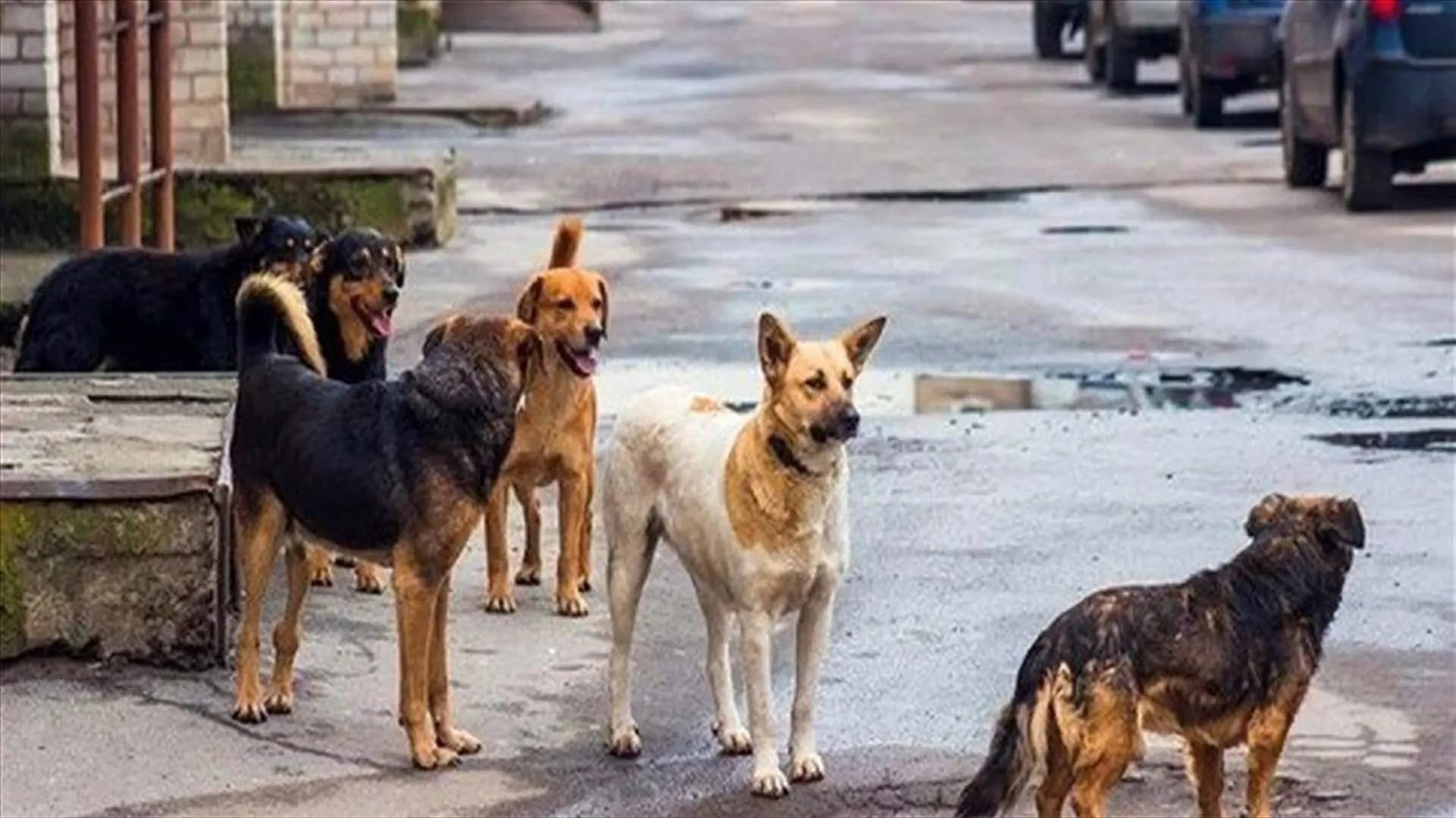 دقّ ناقوس الخطر... أين خطّة مكافحة الكلاب الشاردة؟