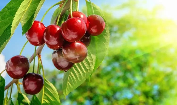 تعرفوا على فوائد الكرز وتأثيره على الصحة