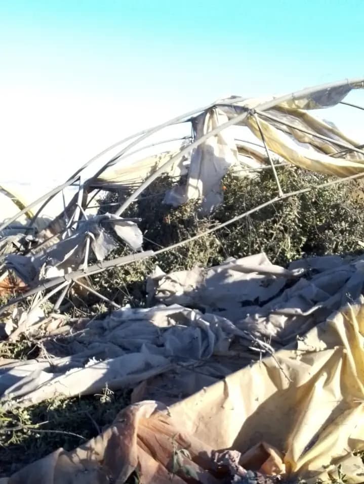 "بعد الاعتداء".. الخيم الزراعية تتعرض لضرر كبير