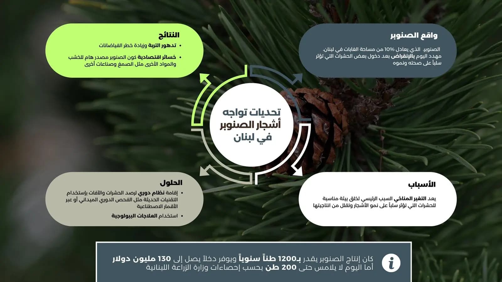على شفا الانقراض: التغيّرات المناخية تهدّد صنوبر لبنان