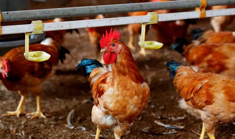 نقابة الدواجن: خسائر كبيرة تكبدها القطاع