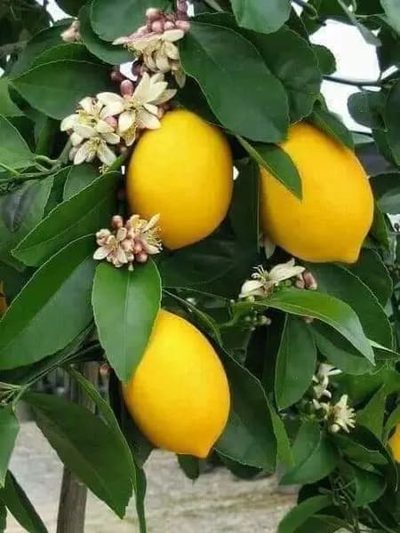 بشرى أردنية لمزارعي الليمون