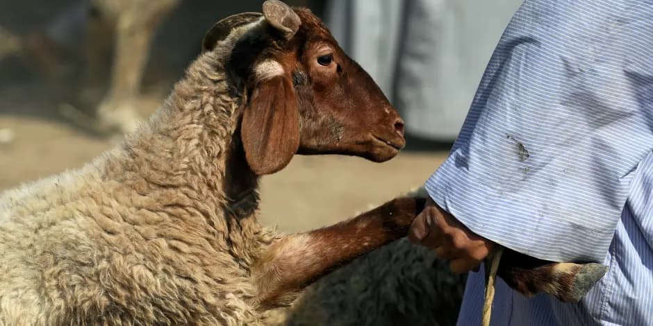 مواشي عكار في خطر.. والمربون يستغيثون