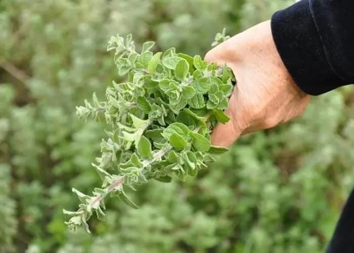 زعتر الجنوب: شتلة شريفة تُقاوم الحرب