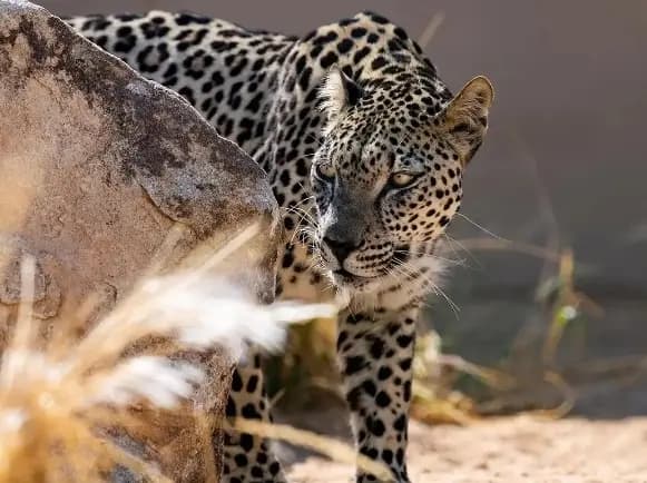 حاول التقاط صورة مع النمر.. فهاجمه!