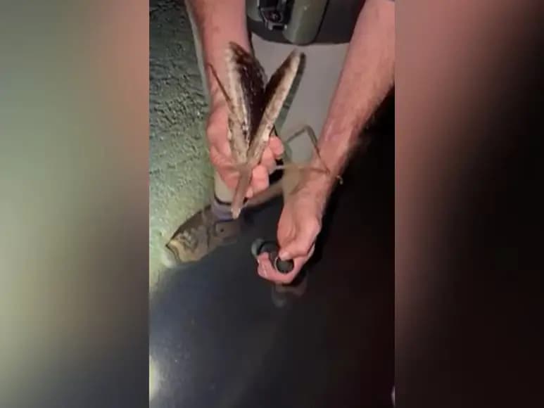 اكتشاف جديد.. حشرة و"متقلة حالها"!