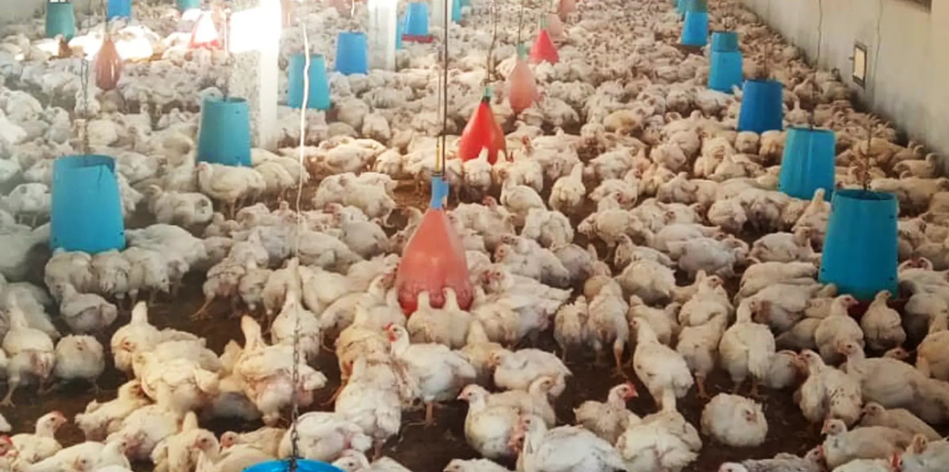 فيروس H5N1 يغلق حديقة حيوان دلهي