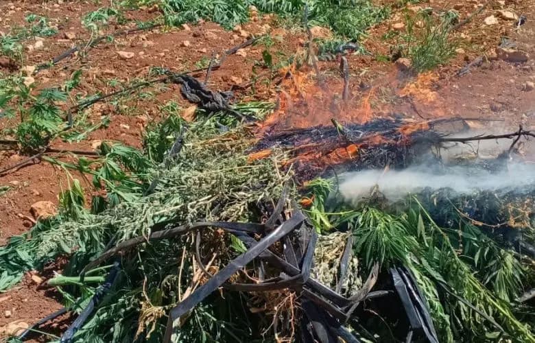 في بعلبك.. إتلاف كميات من الحشيشة