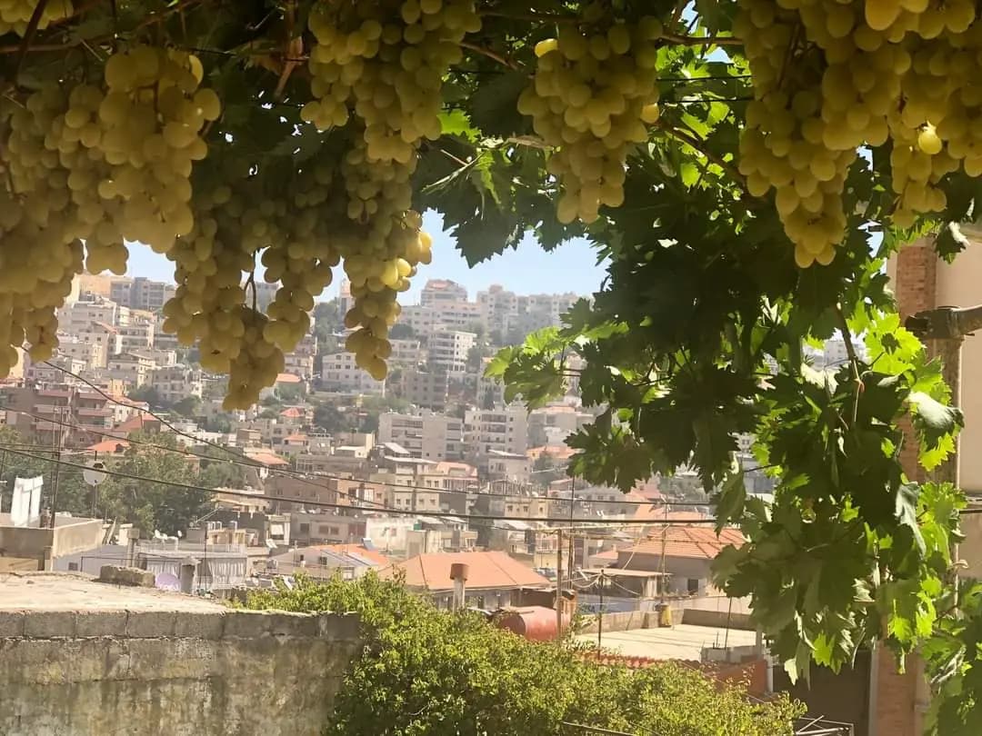 "البيتموني"... ملك العنب في زحلة!