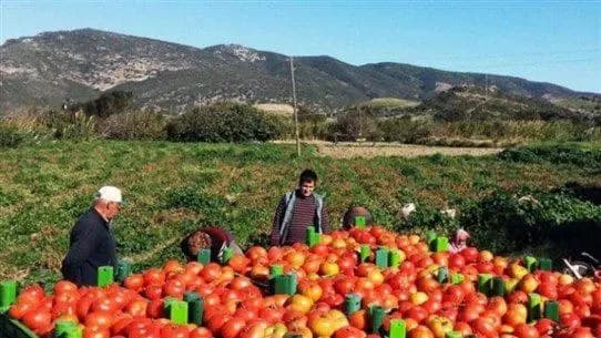 خبرٌ سارٌّ عن تصدير المنتجات الزراعية اللبنانية إلى العراق