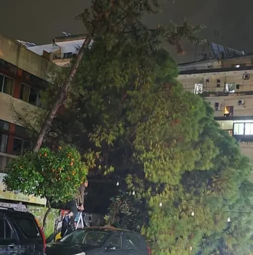 بالصورة.. الرياح تسقط شجرة على السيارات في طرابلس