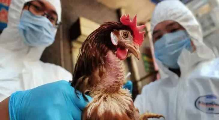 200 ألف دجاجة .. إلى الإعدام!
