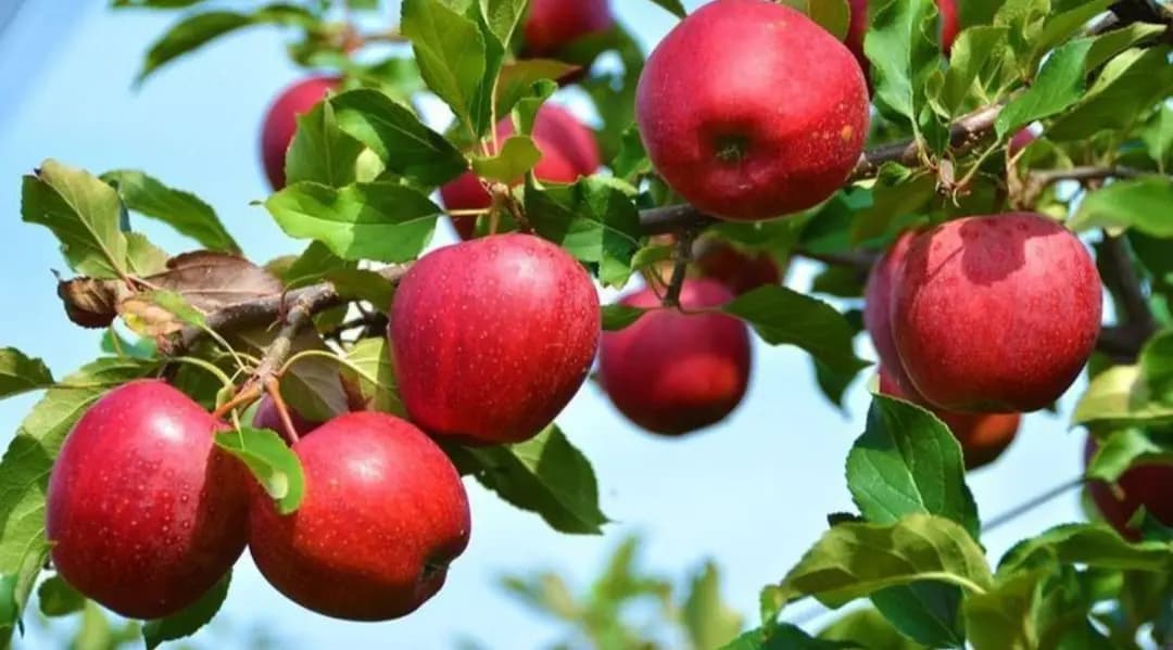 إنتاج التفاح يواجه أصعب أزمة منذ 70 عامًا: كارثة تصيب المزارعين والدولة غائبة