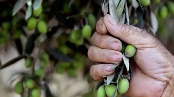 انطلاق موسم قطاف الزيتون في النبطية وسعر صفيحة الزيت تخطى عتبة الـ100 دولار