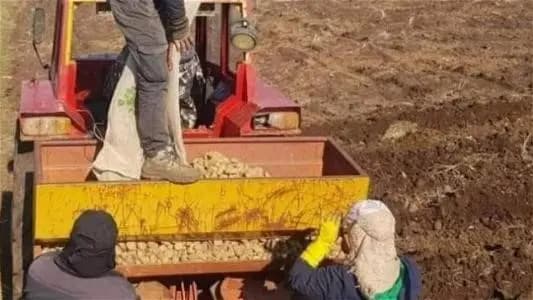 مزارعون يمتنعون قسراً عن زراعة البطاطا