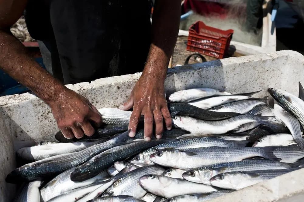 صيّادو الأسماك يواجهون الأزمات... بصبر