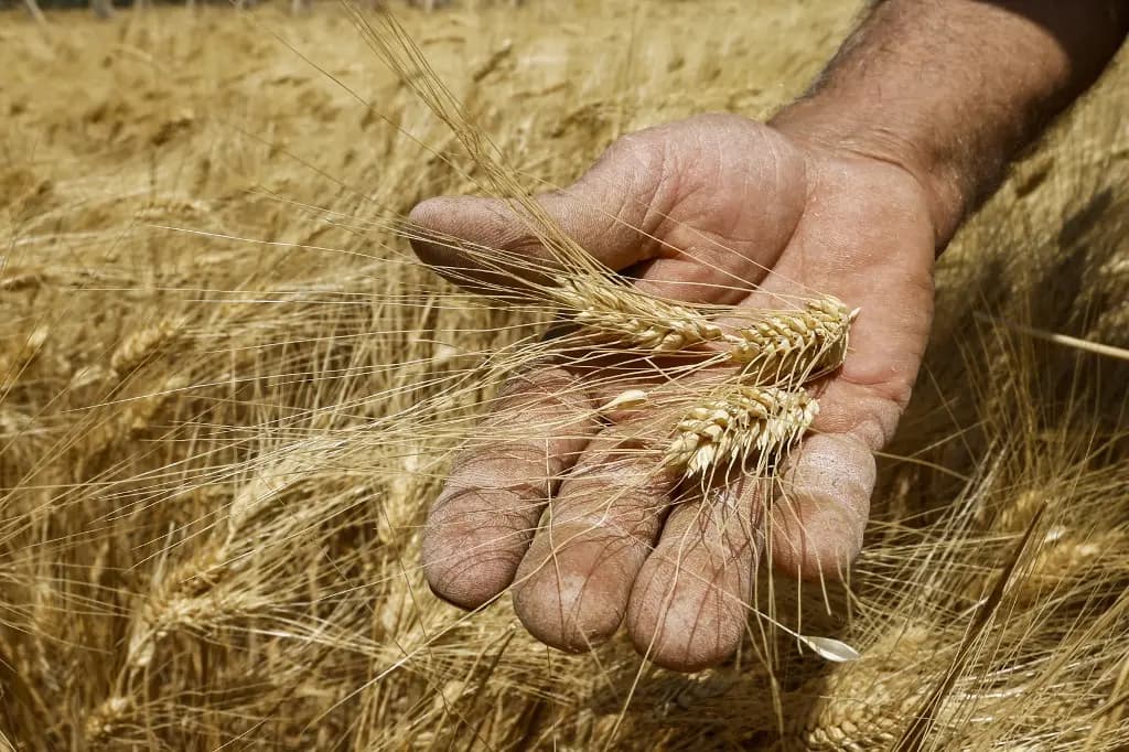 أزمة القمح طبيعية أم مفتعلة؟