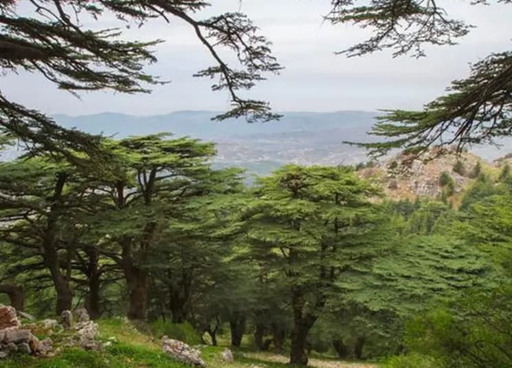 دعوةٌ "خضراء" من وزارةِ البيئة... إليكم تفاصيلَها