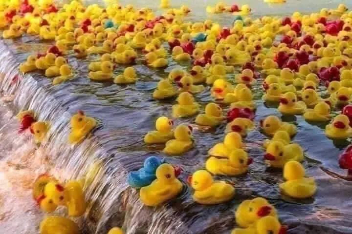 هل يعيش البط في المحيطات؟