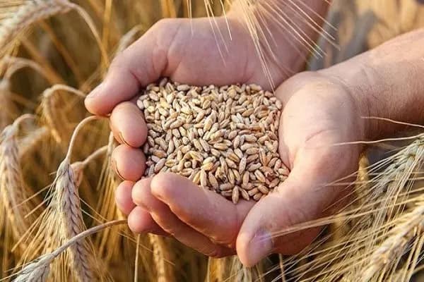نقابة مزارعي القمح في البقاع: للكشف على الحقول التي تضررت بفعل الامطار