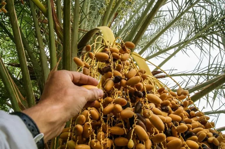 مصر تدخل موسوعة غينيس.. عبر "التمور"!