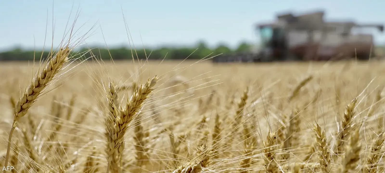 الخطر يلاحق زراعة القمح