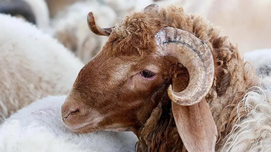 "لا أضاحي في الأضحى": الأسعار "سلخت" الناس