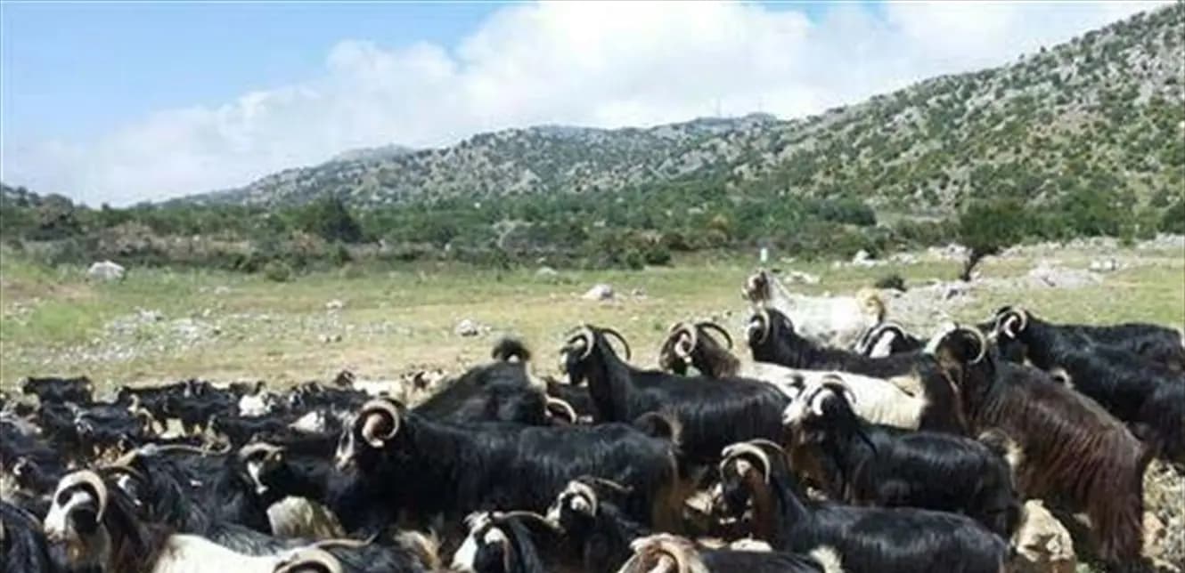 سرقة "إسرائيلية" في كفرشوبا!