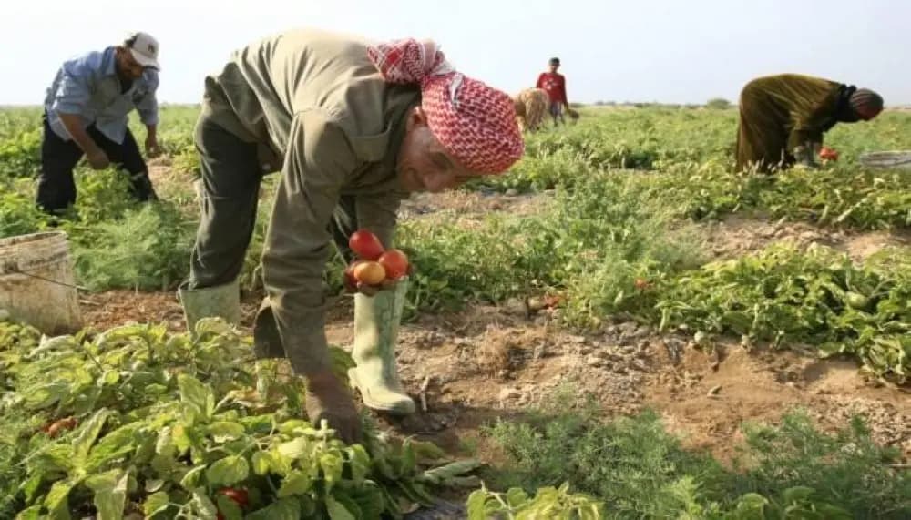 دعم من البنك الدولي للقطاع الزراعي