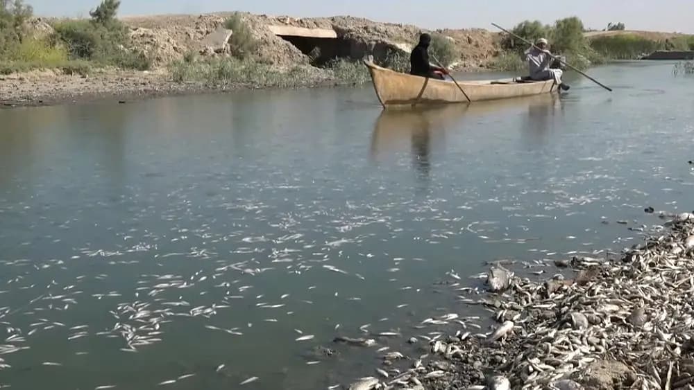 نفوق آلاف الأسماك في العراق