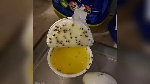 طريقة غريبة للقضاء على البعوض
