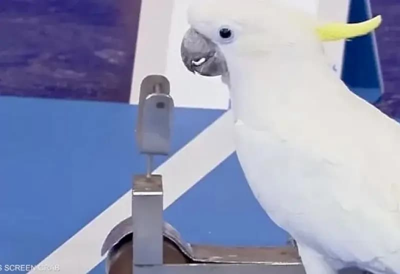 ببغاء يدخل موسوعة غينيس..والسبب "غريب"