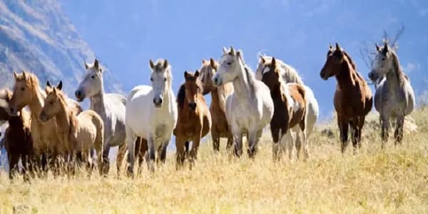 استراليا تستأنف إعدام الخيول البرية