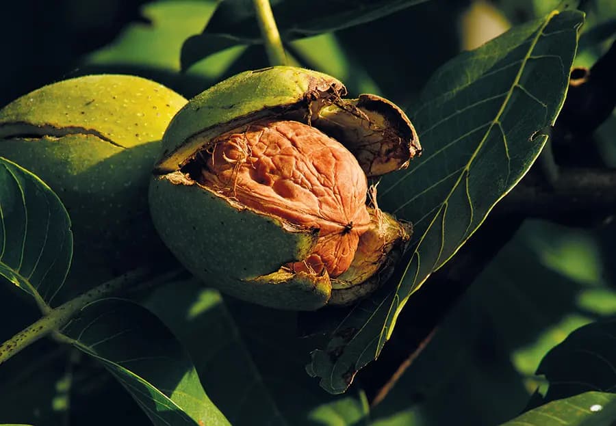 موسم جوز عكار: "مضروب" ومضارَب عليه