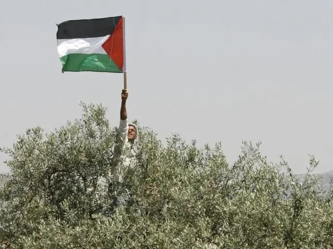 الزيتون الفلسطيني.. حصادٌ من الاعتداءات وسلب الأراضي