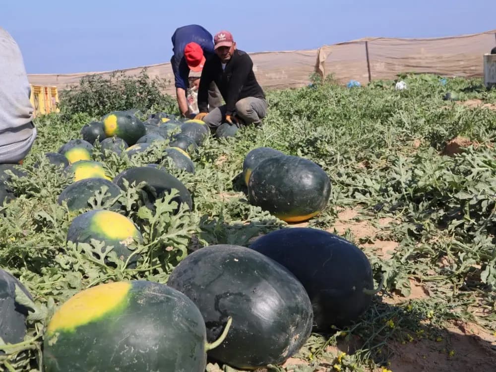 "بالقنابـ.ـل الفوسفورية".. إسرائيل تستـ.ـهدف قاطفي البطيخ