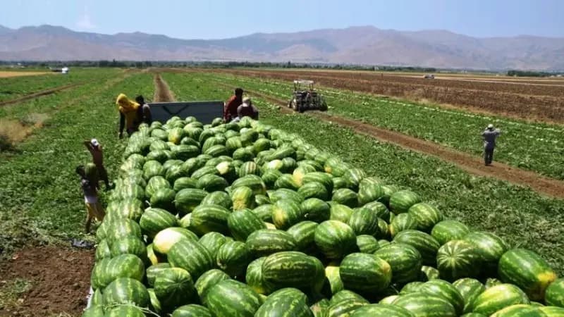 اثنان وعشرون في المئة من الأراضي الزراعية في خطر.. وموسم البطيخ في البقاع مهدّد