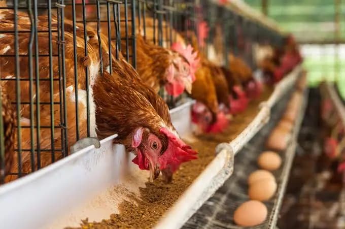 لا نقص في الدجاج.. والأسعار في انخفاض!
