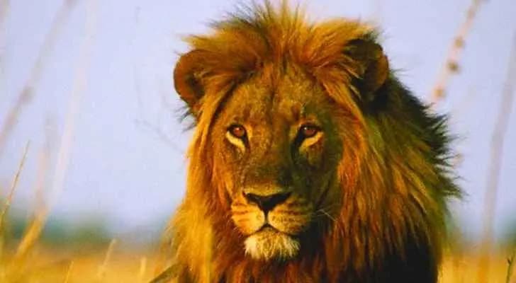 أسد يهرب من حديقة حيوانات في بلدة الفلاوي- بعلبك