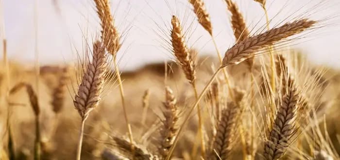 مع نهاية العام… بورصة الحبوب تهبط