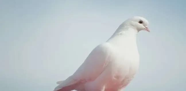 بعد 8 أشهر.. الهند تطلق سراح "حمامة التجسس"