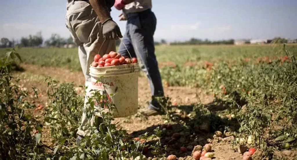 طلب من مصلحة الأبحاث إلى المزارعين