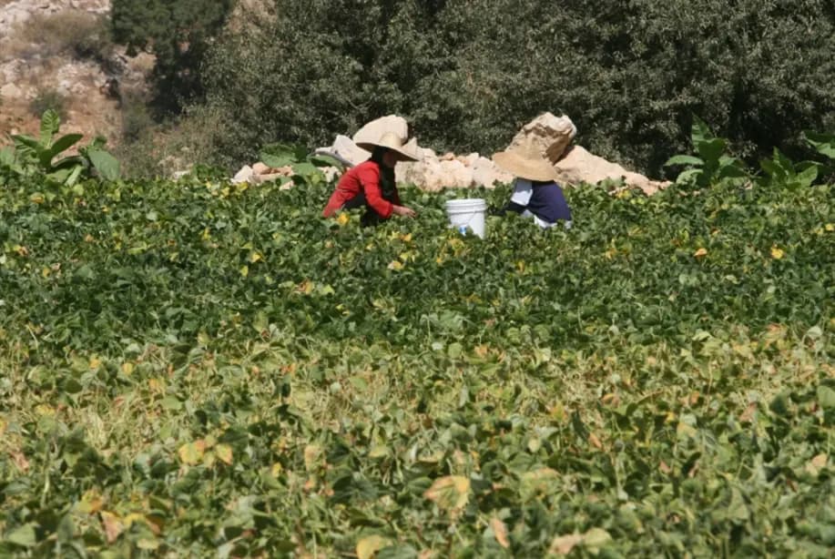 في الجنوب.. مطالبات للتعويض عن المزارعين